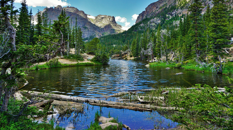 Image of a river flowing through a valley, with evergreen trees and mountains visible in the background, in one of the U.S.' many national parks.
