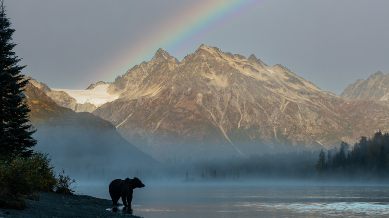 Bear standing near lake in mountain landscape