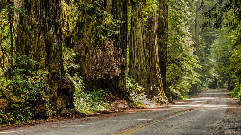Aerial View of Giant Redwood Trees on Newton B. Drury Scenic Parkway road in Redwoods State and National Park, an American park famous for its spectacular trees, hikes, drives, & biological diversity.