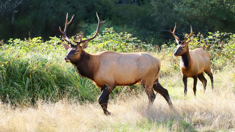 Bull Roosevelt Elk are common along the roadside of Prairie Creek Redwoods State Park,