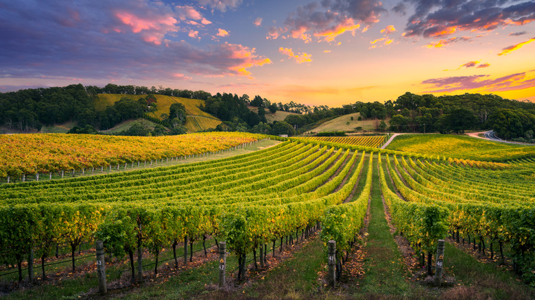Cloudy sky and rows of green grapevines in the Adelaide Hills near Hahndorf