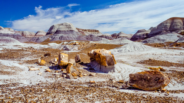 Landscape view of Petrified Forest National Park