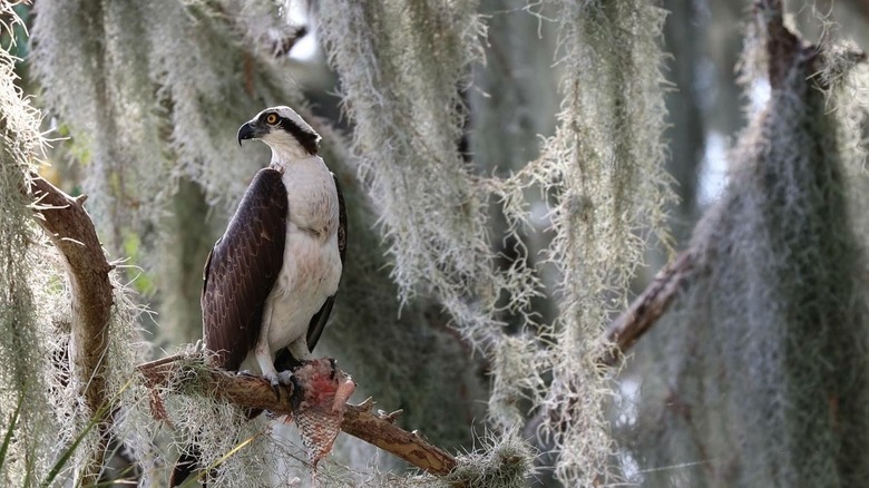 Osprey in mossy tree at Waccasassa Bay Preserve