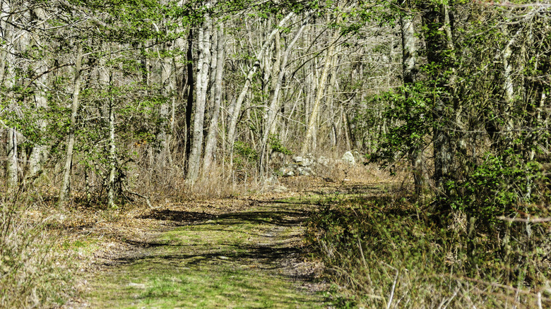 Wooded trail in Rhode Island