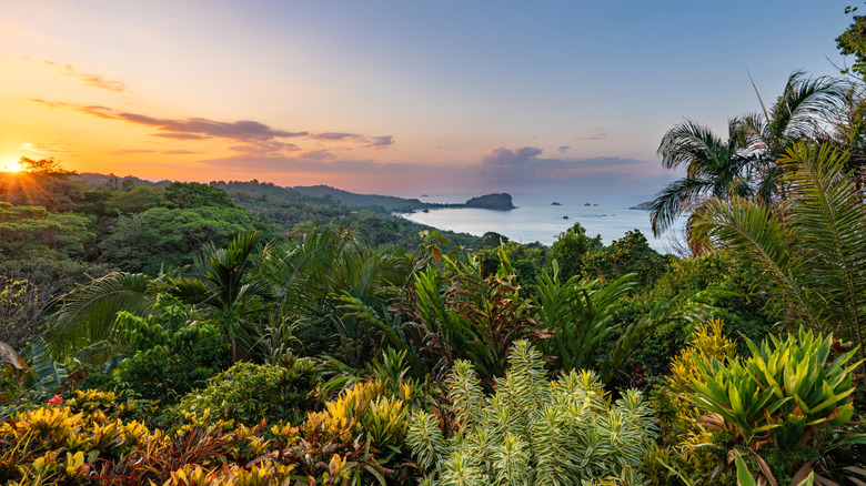 Lush Costa Rican jungle overlooking the Pacific Ocean