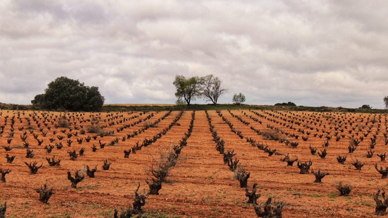 Vineyards roll along the dry soils of La Mancha, Spain