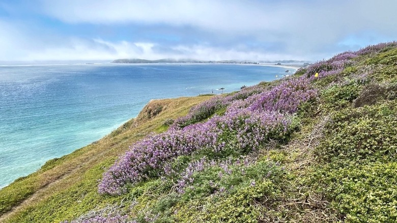 View of the Estero Americano Estuary