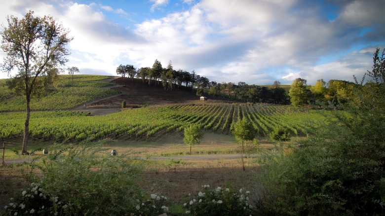 A vineyard in McMinnville, Oregon