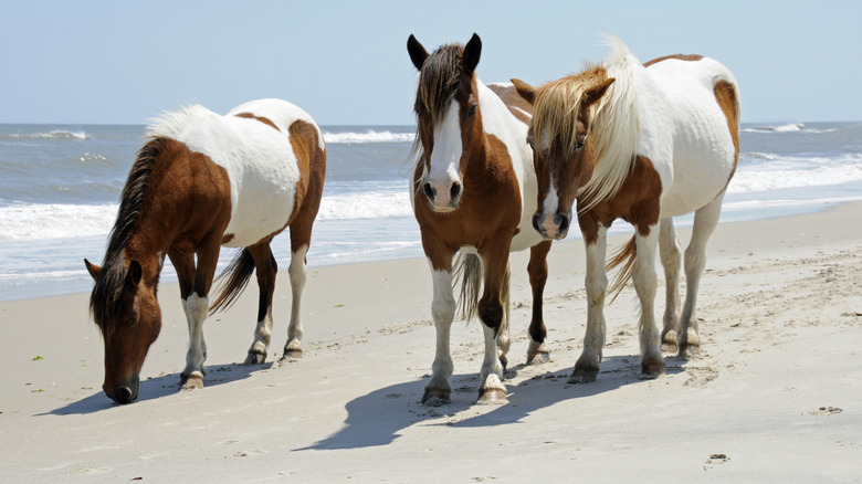 Wild ponies in the Chincoteague National WIldlife Refuge