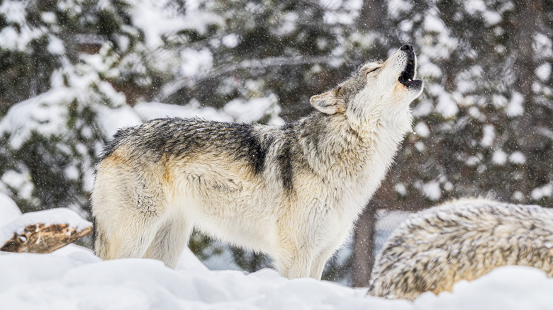 A white wolf howls in the snow in Yellowstone National Park