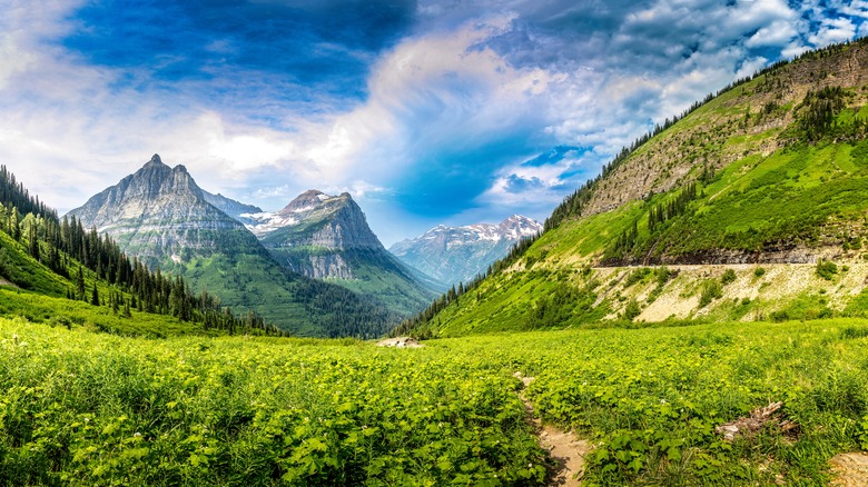 Meadows, trees, and mountains at Glacier National Park