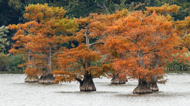 Autumn view of bald cypress trees at Reelfoot Lake, Tennessee