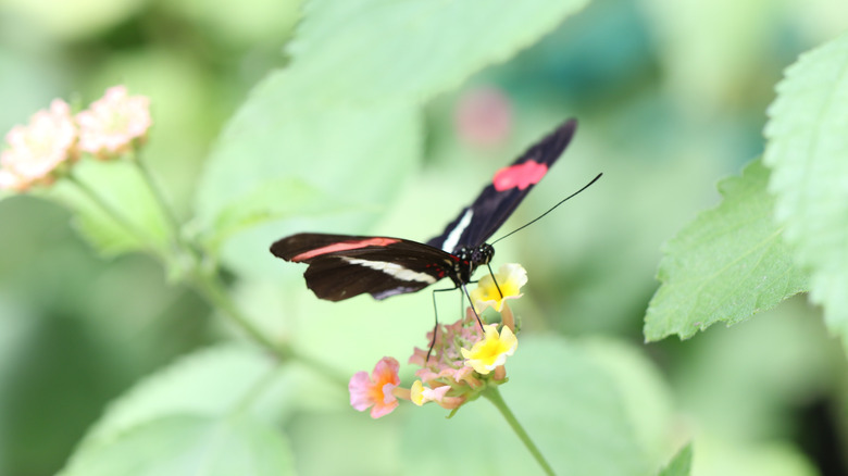 Butterfly from Butterfly World, Coombs, B.C.