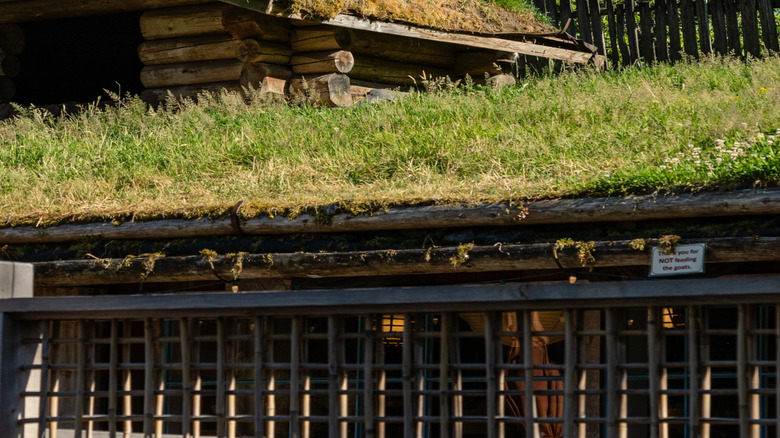 The goats that spend the season on the roof of the Old Country Market in Coombs