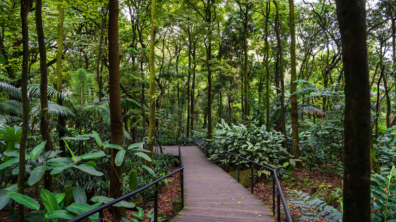 Empty path in the Botanical Garden of Medellín