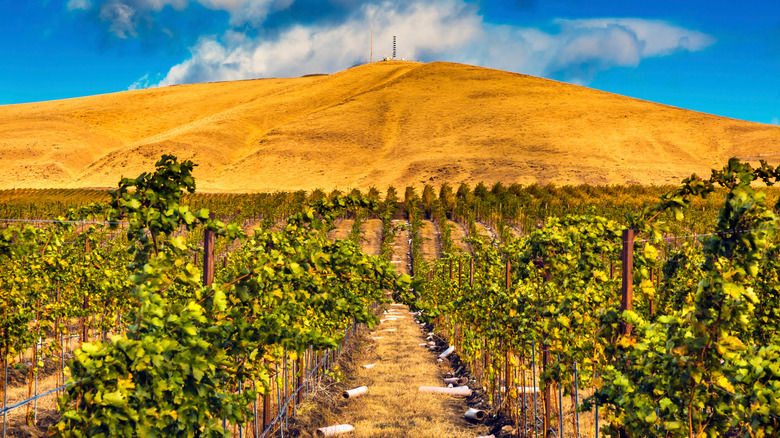 Rows of vines at a vineyard in Benton City, Washington