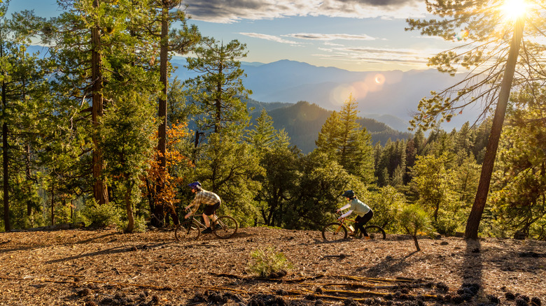 People mountain biking through pine forested mountains in Northern California near Hayfork