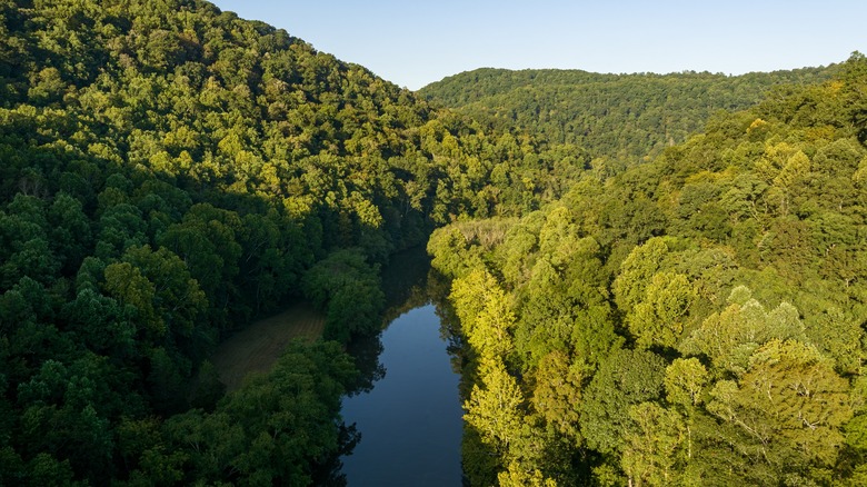 An aerial view of Sutton Lake, surrounded by trees