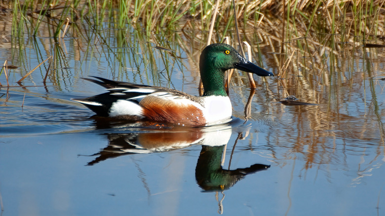 Northern Shoveler Duck at Oak Hammock Marsh