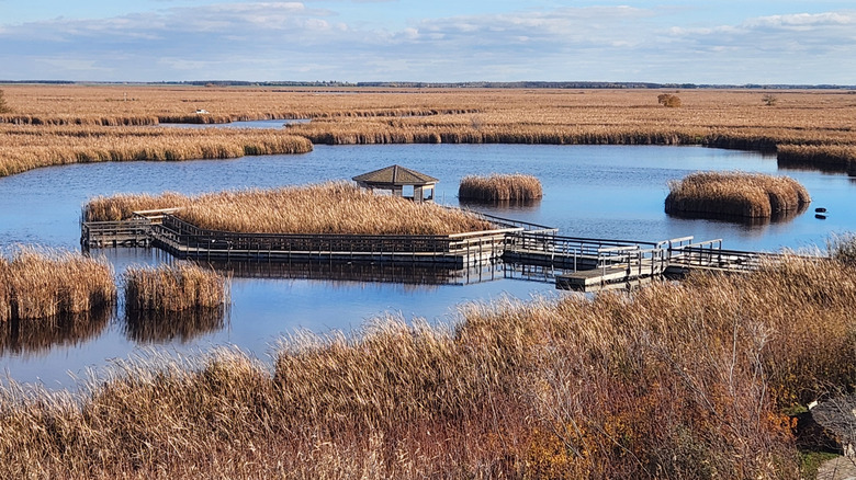 Oak Hammock Marsh near Manitoba