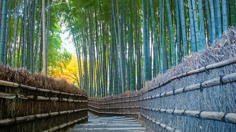 Bamboo forest path at Adashino Nenbutsuji temple in Kyoto, Japan