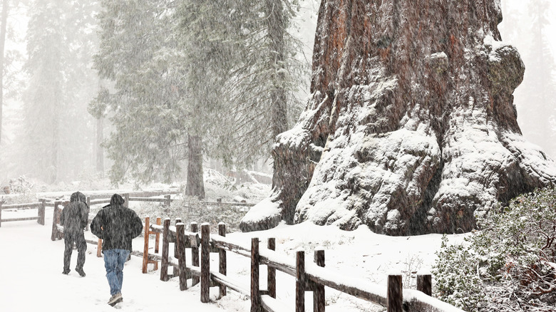 huge sequoia winter hikers