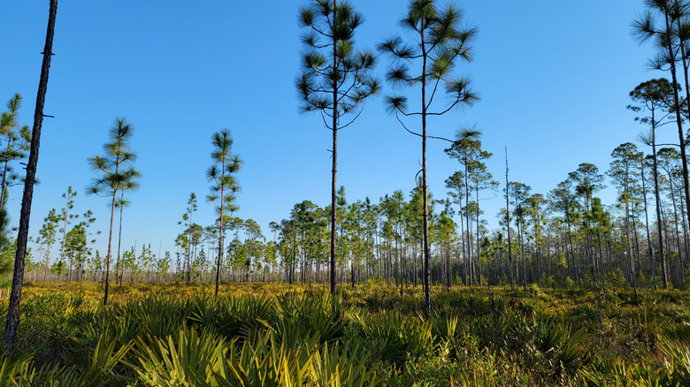 Osceola forest pine trees