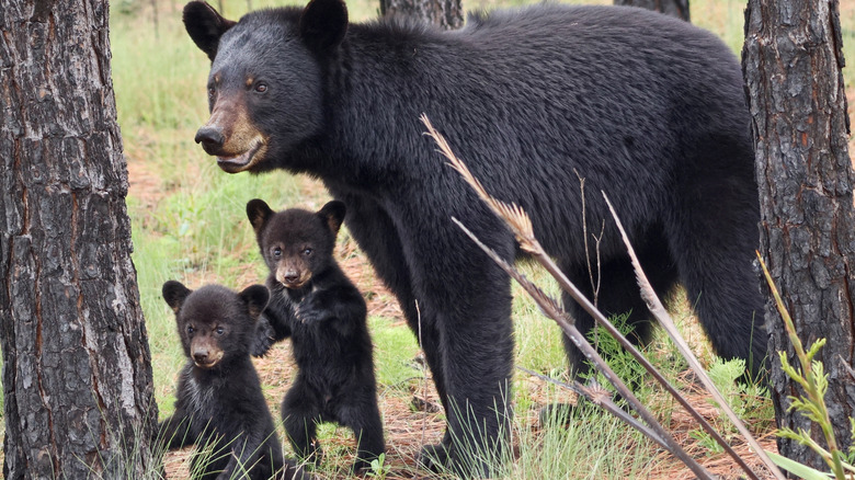 A Florida black bear and her cubs near some pine trees