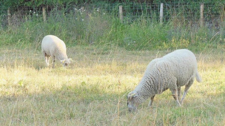 Belle-Ile sheep graze in a field
