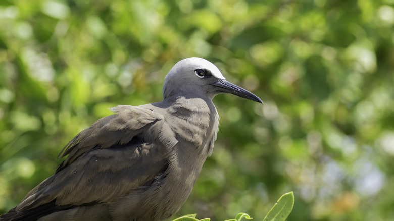 A brown noddy sits in a bush on a small island in the Dry Tortugas National Park