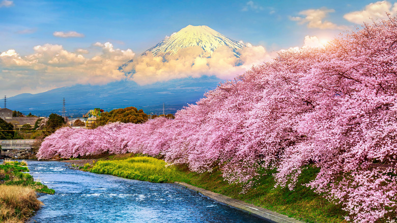 Mount Fuji seen from Shizuoka with cherry blossoms along the river
