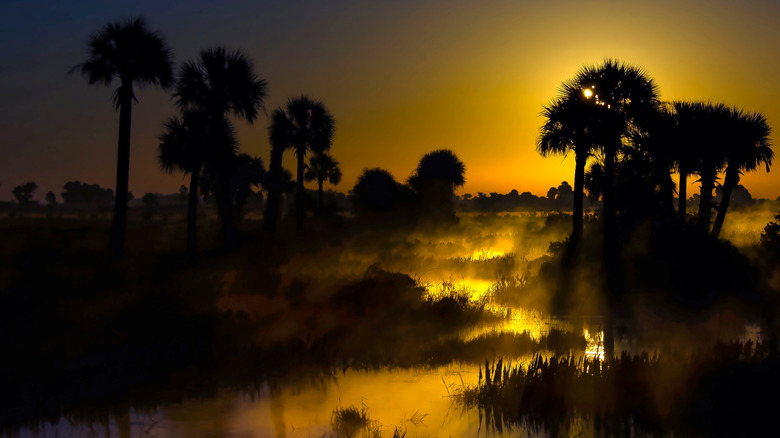 Sunset over wetlands with palm trees in background in Kissimmee Prairie Preserve State Park