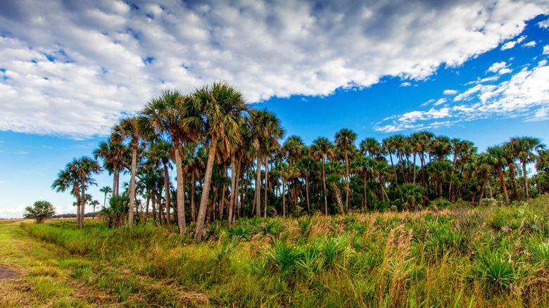 Palm hammocks under cloudy sky in Kissimmee Prairie Preserve State Park