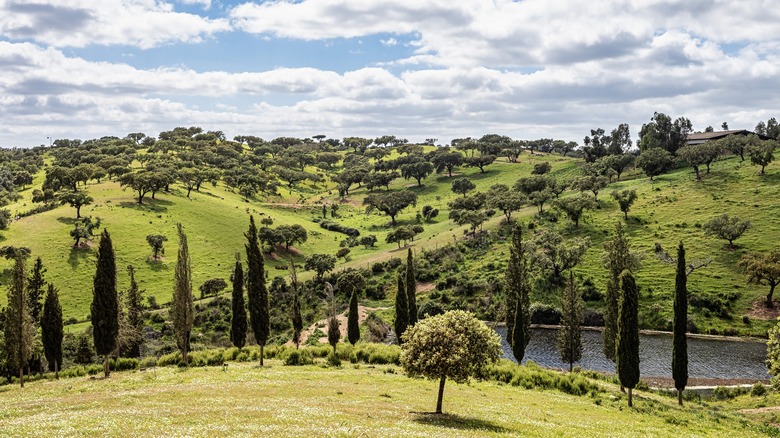 Wildflower meadows and rivers in Guadiana Valley Natural Park, Mértola, Portugal