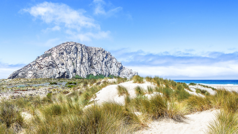 Tuffs of sand overlooking Morro Rock and the sand dunes at Morro Strand State Park.