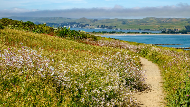 Scenic view the wildflowers along a trail in Sonoma Coast State Park, California.