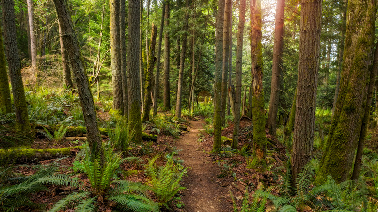 Baker Preserve on Lummi Island in Washington