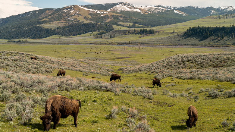 Bison grazing in Lamar Valley in Yellowstone National Park