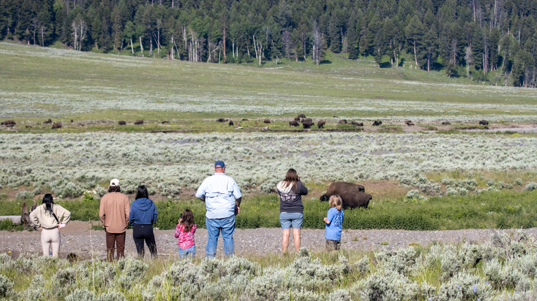 Tourists watching bison in Lamar Valley in Yellowstone National Park