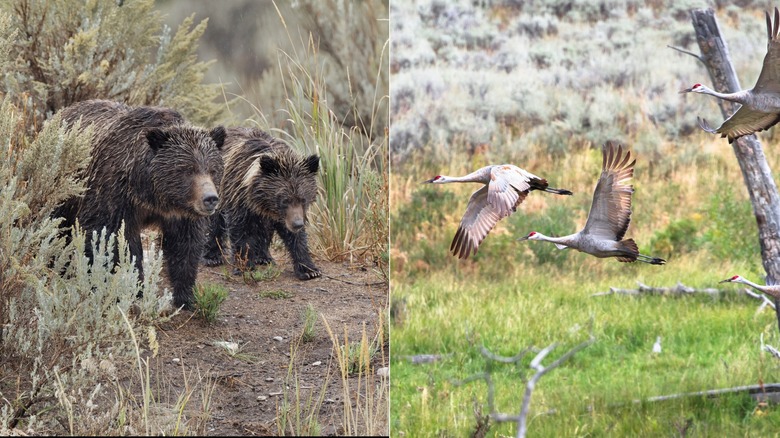 Split image with a grizzly bear and cub in one image and sandhill cranes flying in Lamar Valley in the other