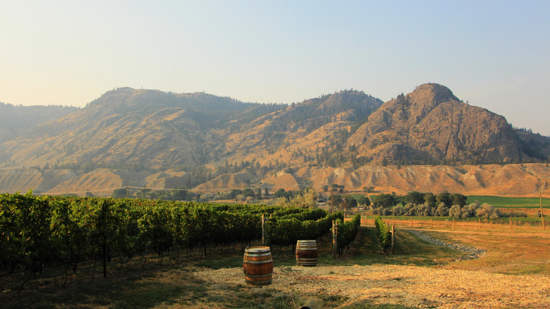 Rows of vines overlooking rugged hills at sunset at Monte Creek Winery