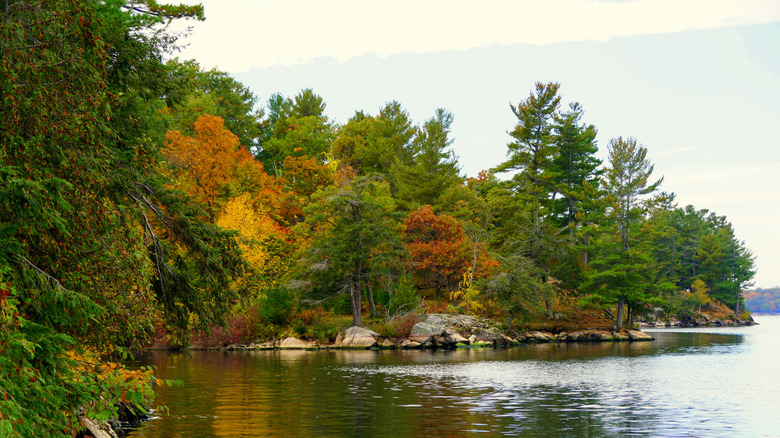 Fall foliage at Wellesley Island State Park, New York