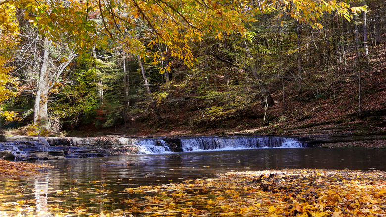 Yellow leaves and little waterfalls in David Crockett State Park