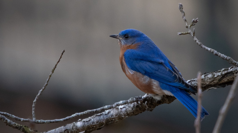 A eastern bluebird, Pickwick Landing State Park, Tennessee