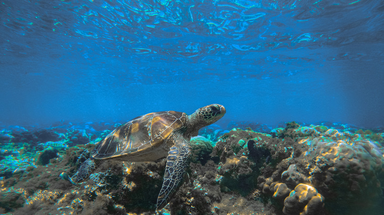 Turtle near corals in shallow water