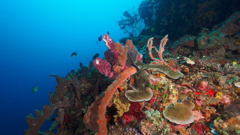 Colorful coral reef in Atauro Island, Timor-Leste