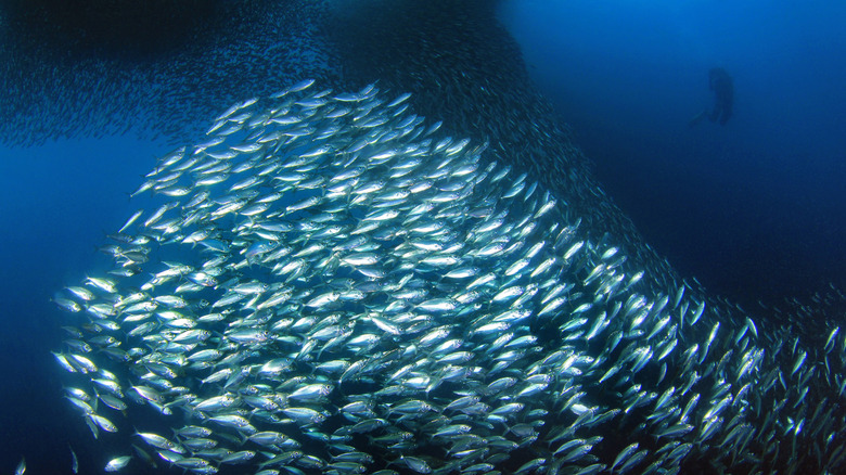 The spectacular Sardine Run in Moalboal, Philippines