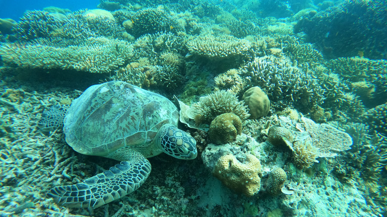 Sea turtle nestled in the corals in Gili Islands