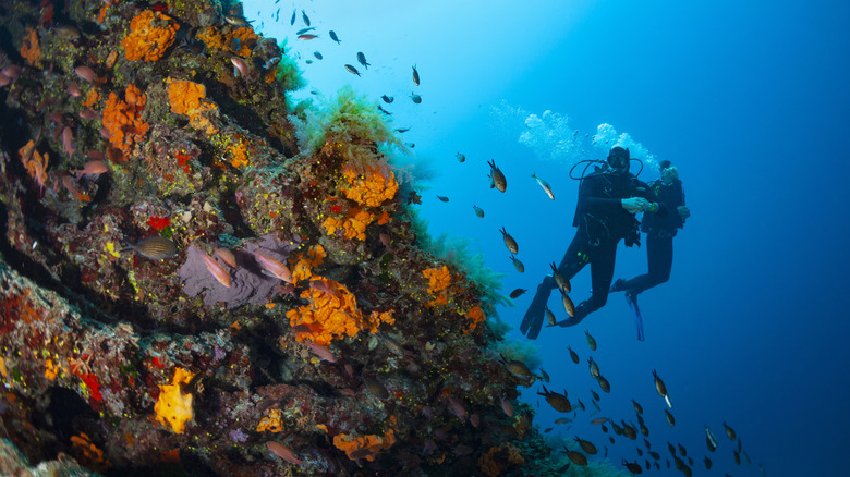 Two divers exploring a colorful wall