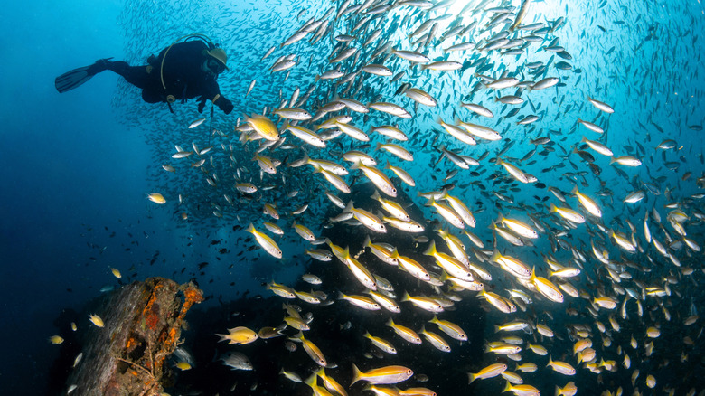 Diver near huge school of fish in Koh Phi Phi